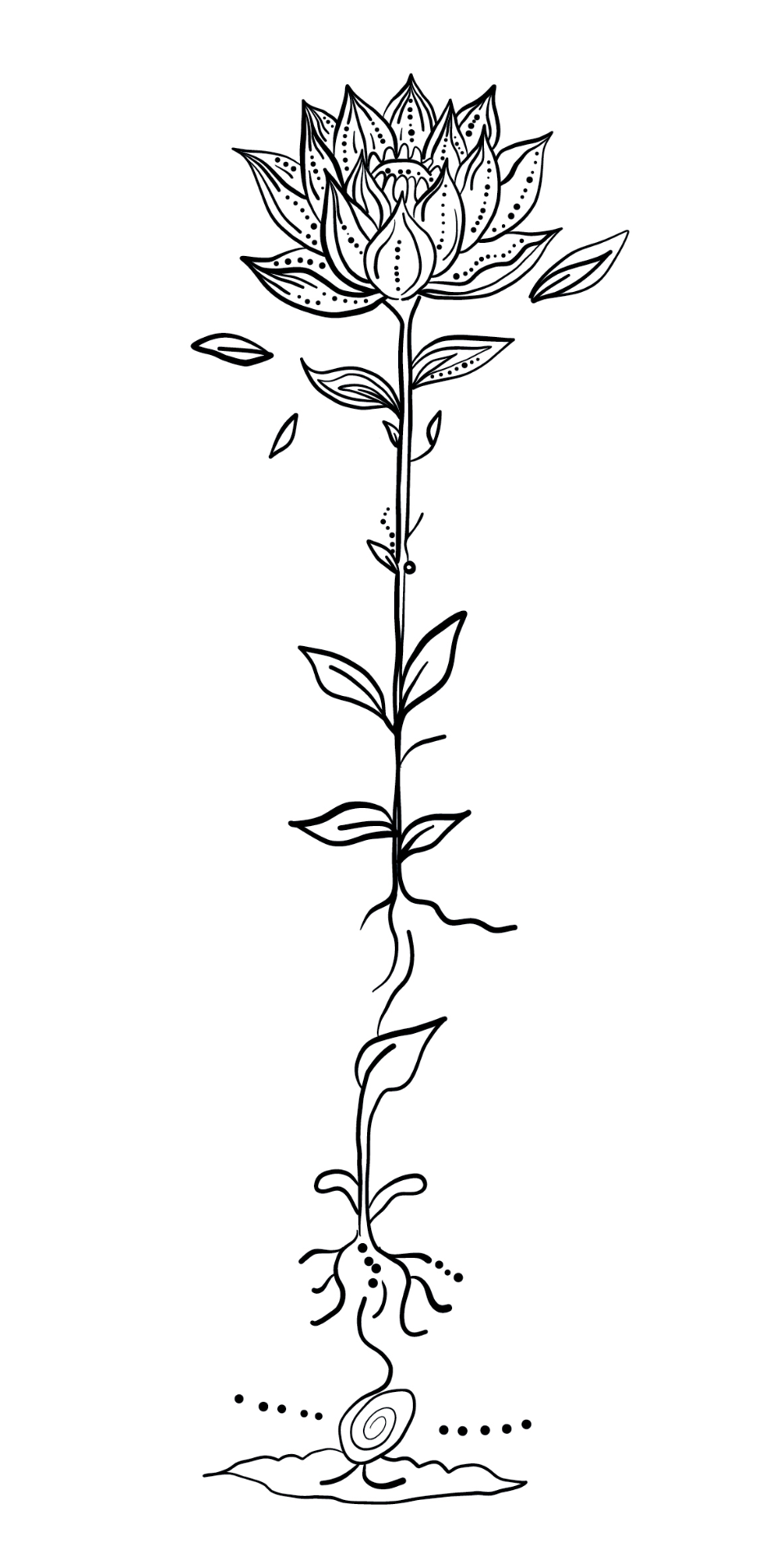 Illustration lotus Entrepren'Elles